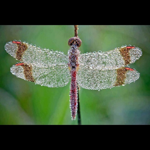 🌎same day or next day shipping - Picture 16 of 16